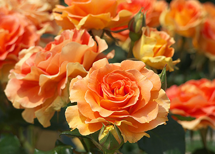 オレンジ色のバラの花