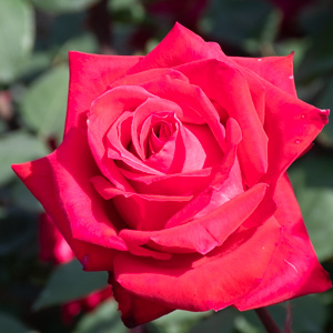 赤色のバラの品種一覧 – バラ百科