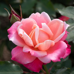 プリンセス・チチブ：長居植物園で撮影したバラの花