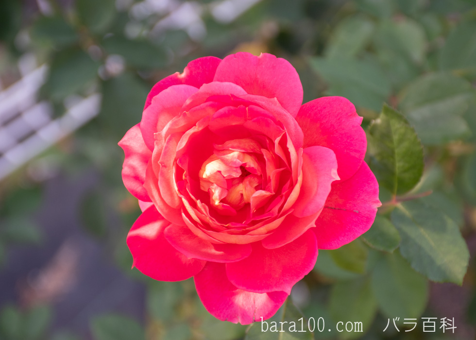 オータム：花博記念公園鶴見緑地バラ園で撮影したバラの花