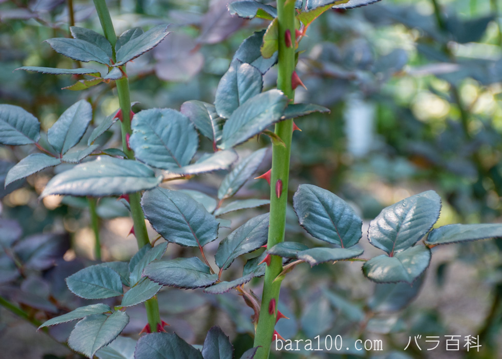 ブラック・バカラ：花博記念公園鶴見緑地で撮影したバラの葉とトゲと枝