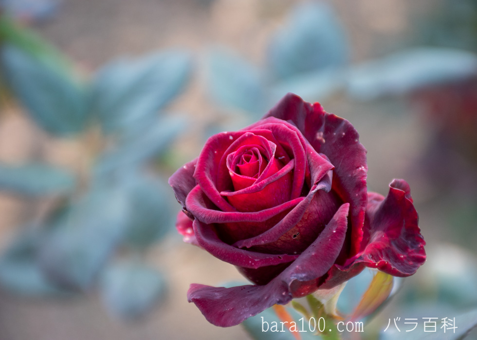 ブラック・バカラ：花博記念公園鶴見緑地で撮影したバラの花
