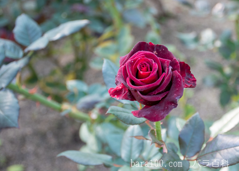 ブラック・バカラ：花博記念公園鶴見緑地で撮影したバラの花