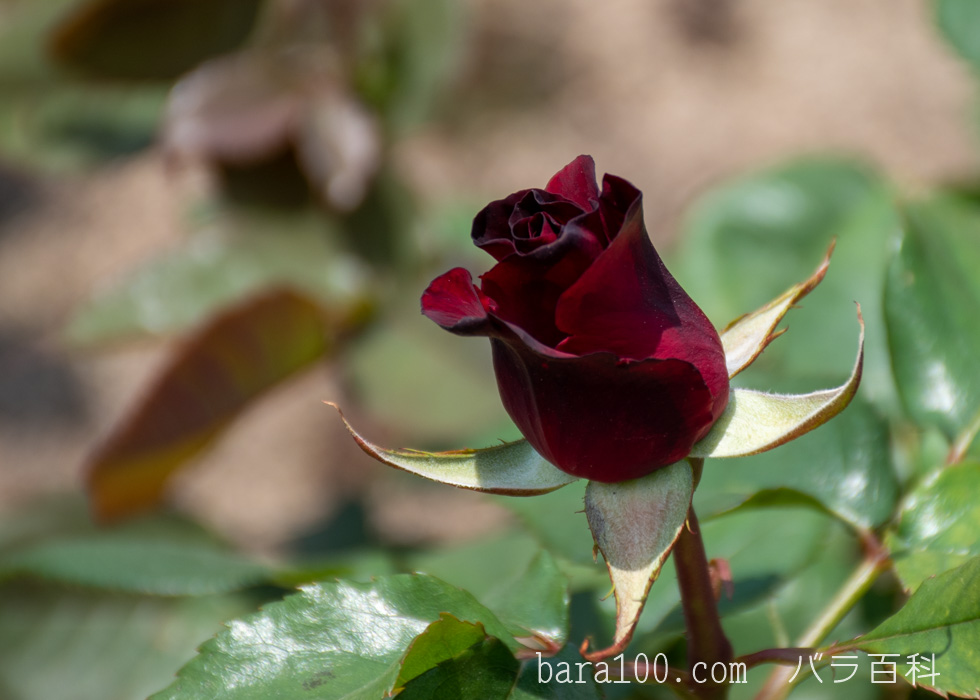 ブラック・バカラ：花博記念公園鶴見緑地バラ園で撮影したバラの花