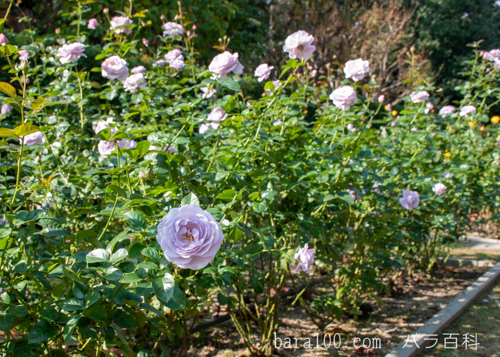 ブルー・バユー：長居植物園バラ園で撮影したバラの木