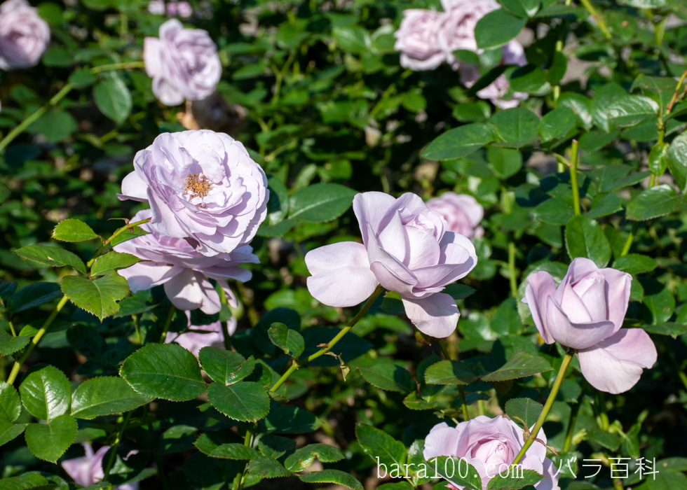ブルー バユー：長居植物園バラ園で撮影したバラの花