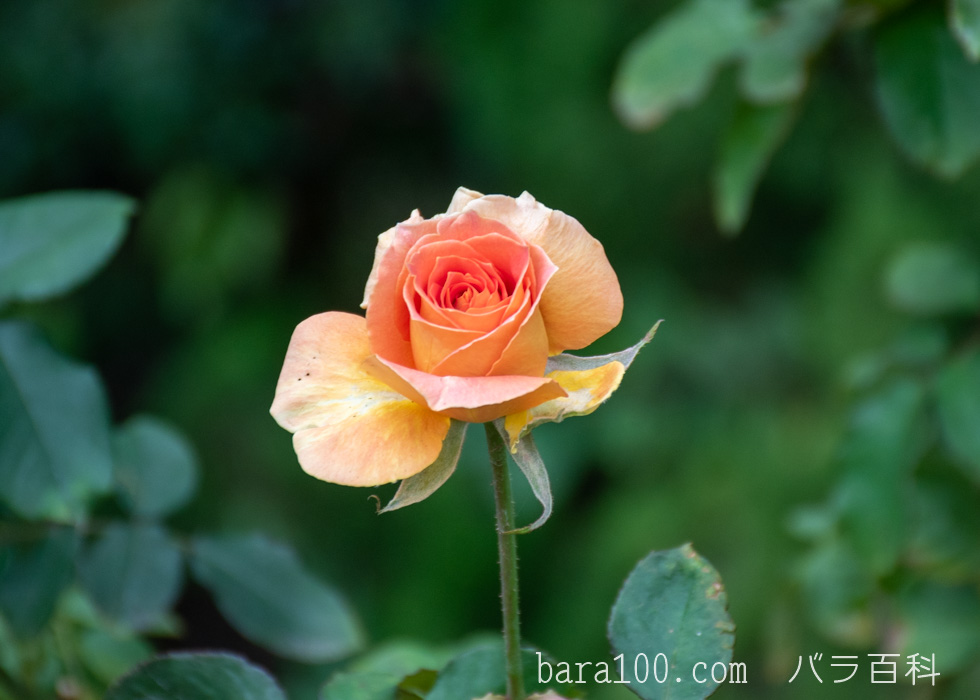 ブラス・バンド：長居植物園バラ園で撮影したバラの花