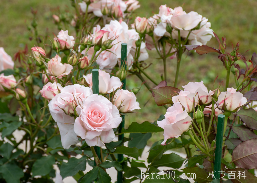 ブライダル・ピンク：湖西浄化センター バラ花壇で撮影したバラの花