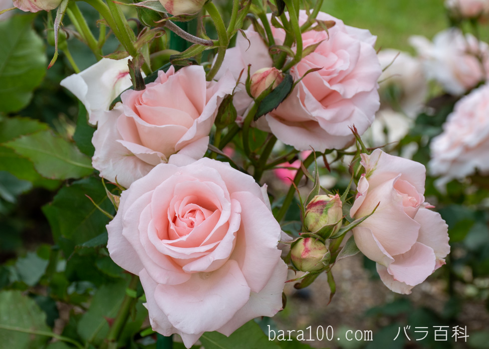 ブライダル ピンク：湖西浄化センター バラ花壇で撮影したバラの花
