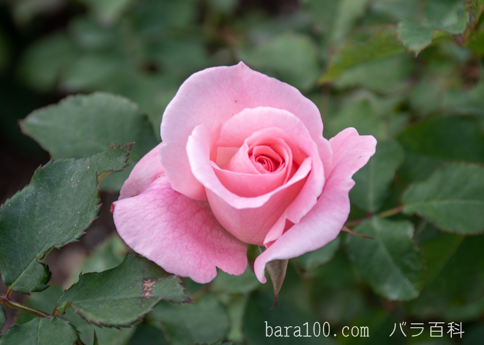 ブライダル・ピンク：長居植物園バラ園で撮影したバラの花