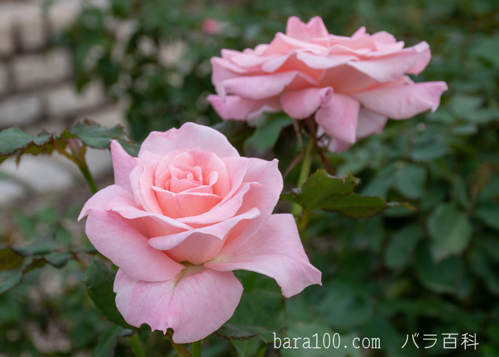 ブライダル・ピンク：長居植物園バラ園で撮影したバラの花