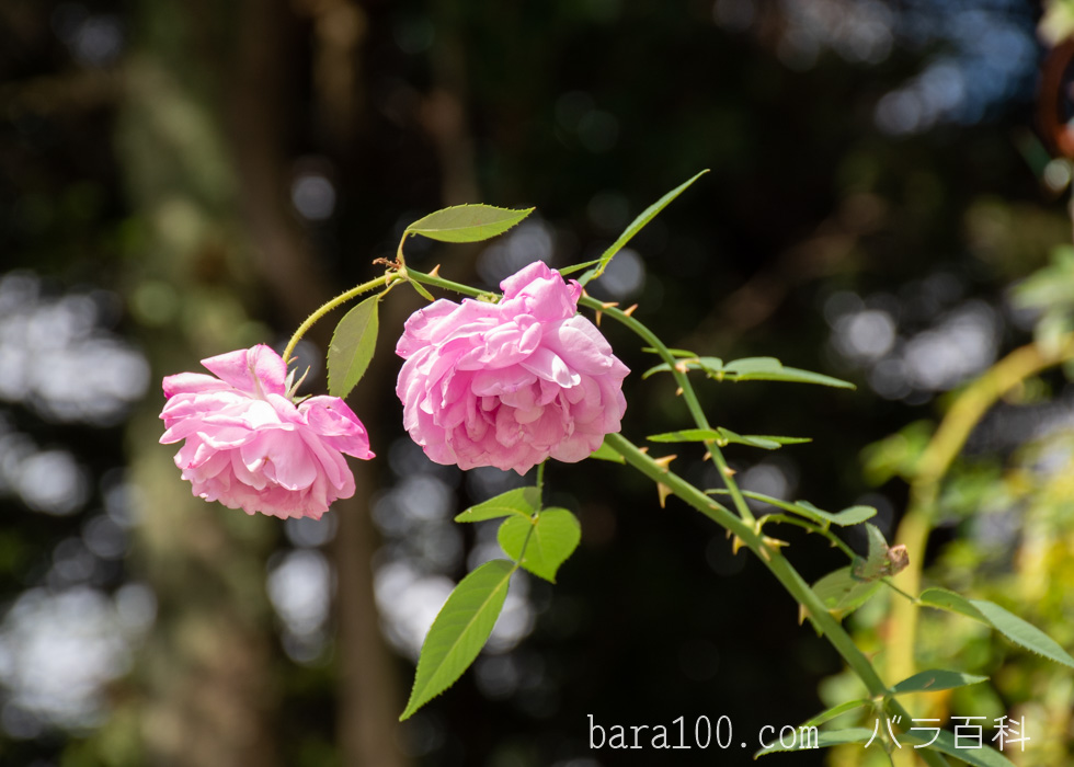 チャンピオン オブ ザ ワールド：花博記念公園鶴見緑地バラ園で撮影したバラの花