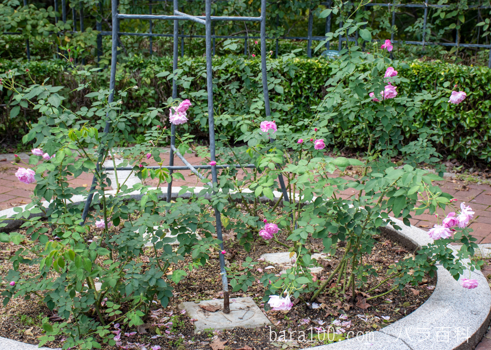 チャンピオン・オブ・ザ・ワールド：花博記念公園鶴見緑地バラ園で撮影したバラの花