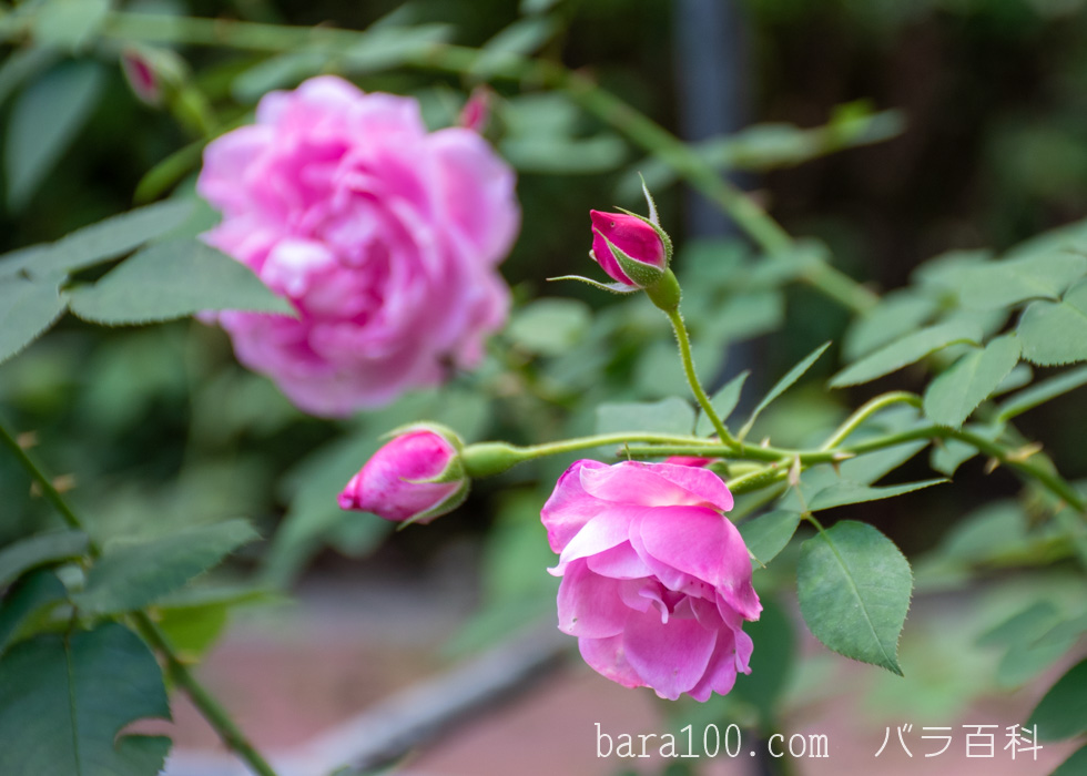 チャンピオン・オブ・ザ・ワールド：花博記念公園鶴見緑地バラ園で撮影したバラの花