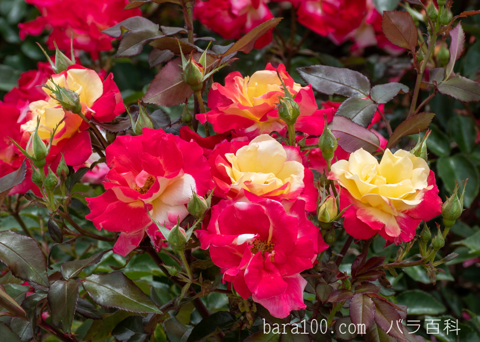 チャールストン：湖西浄化センター バラ花壇で撮影したバラの花