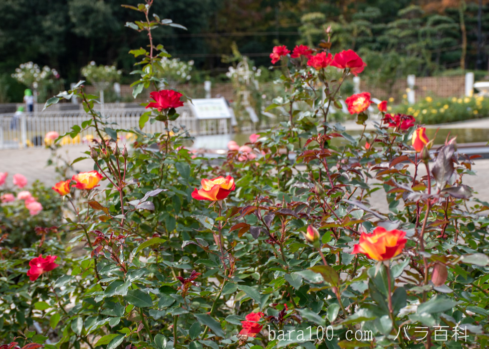 チャールストン：長居植物園バラ園で撮影したバラの花