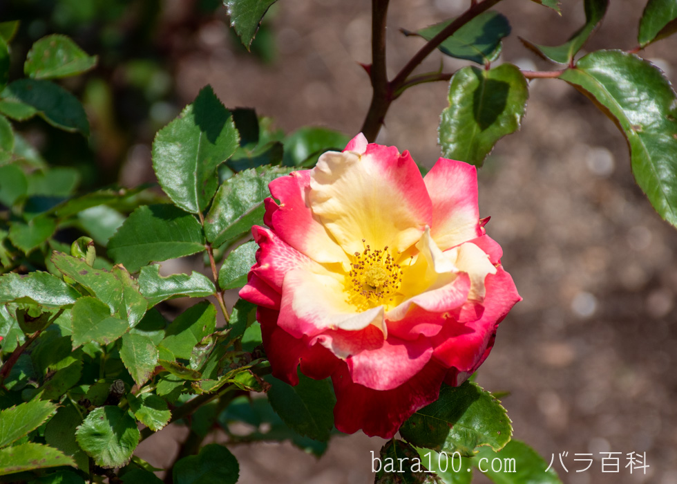 チャールストン：万博記念公園 平和のバラ園で撮影したバラの花