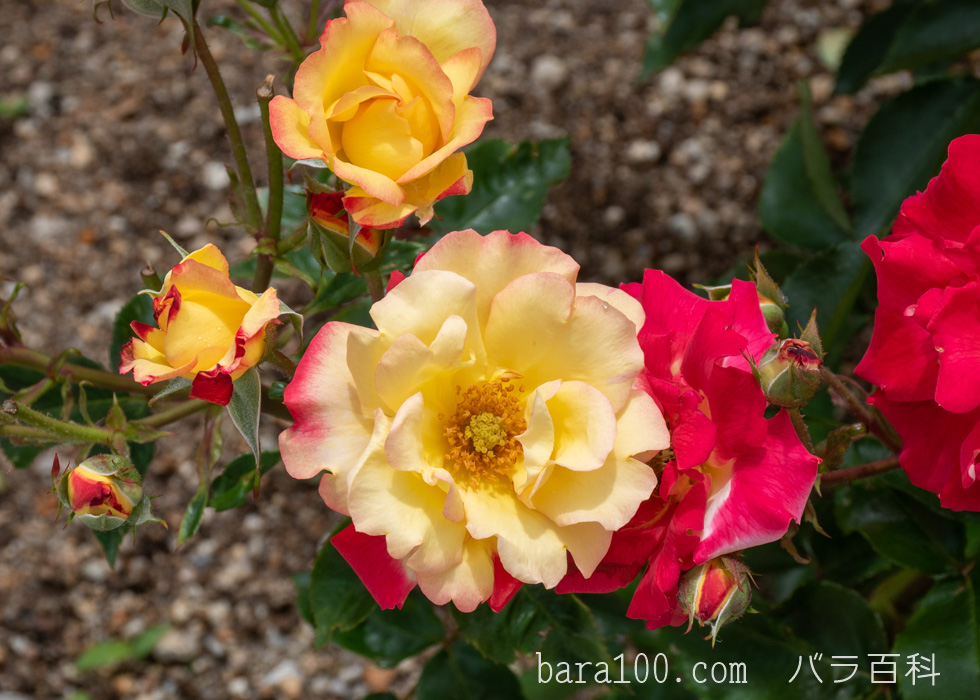 チャールストン：湖西浄化センター バラ花壇で撮影したバラの花
