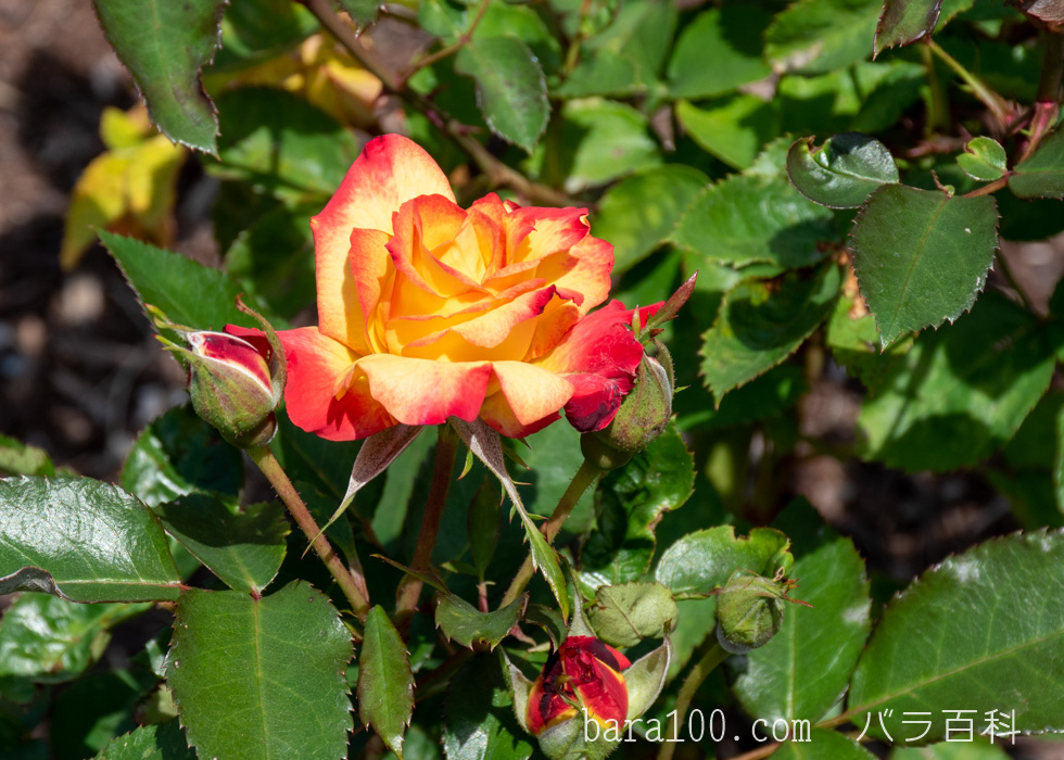 チャールストン：万博記念公園 平和のバラ園で撮影したバラの花