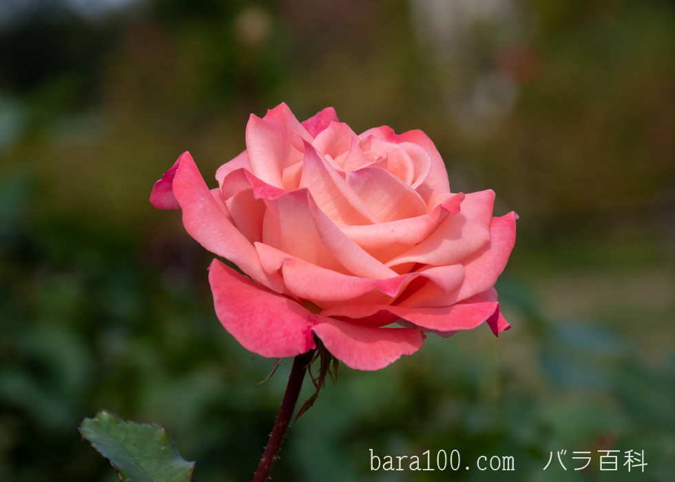 チェリッシュ：長居植物園バラ園で撮影したバラの花