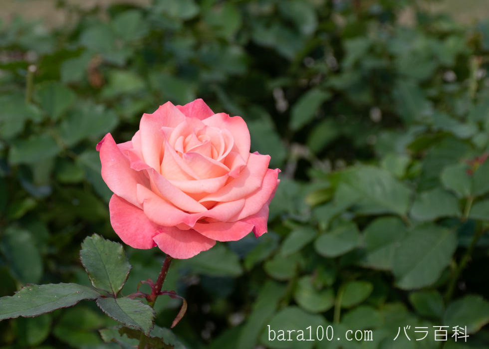 チェリッシュ：長居植物園バラ園で撮影したバラの花