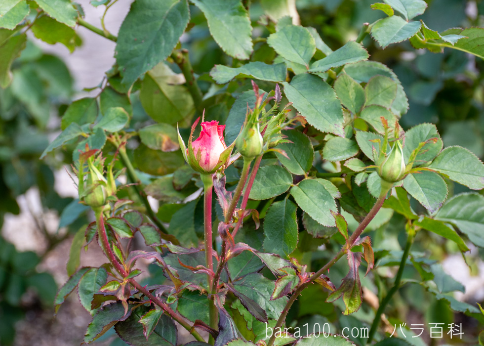 チェリッシュ：長居植物園バラ園で撮影したバラのつぼみ