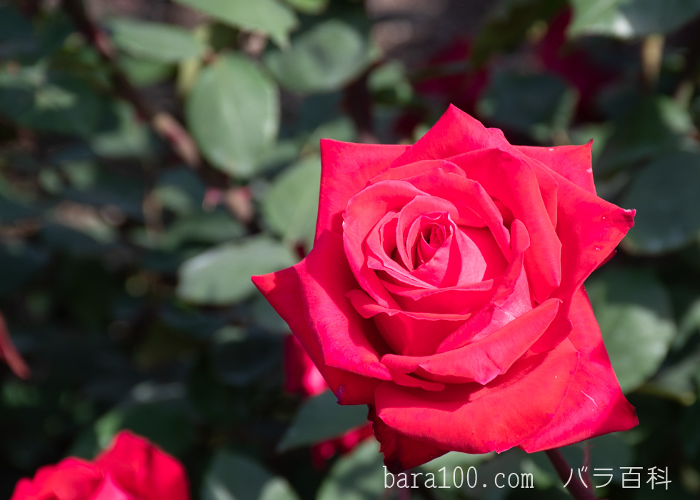 クリスチャン ディオール：ひらかたパーク ローズガーデンで撮影したバラの花