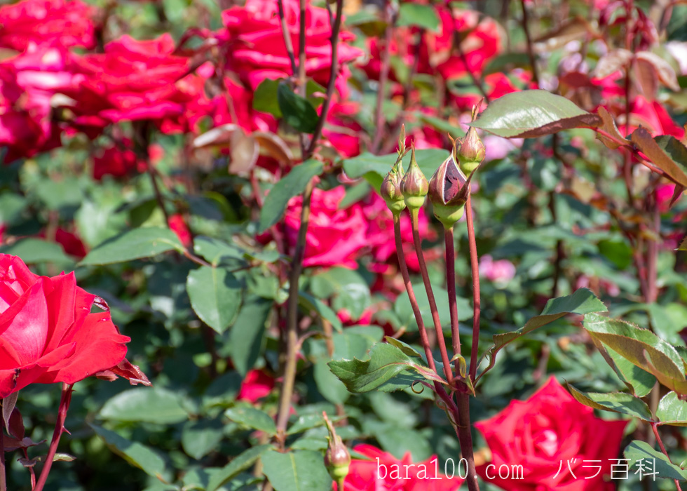 クリスチャン ディオール：ひらかたパーク ローズガーデンで撮影したバラの花