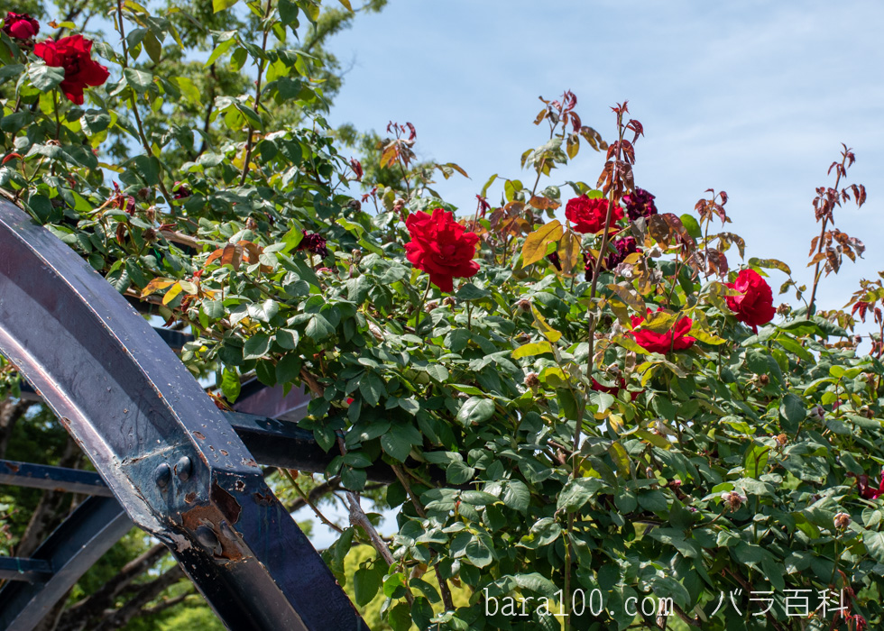 つるクリストファー ストーン：万博記念公園 平和のバラ園で撮影したバラの花