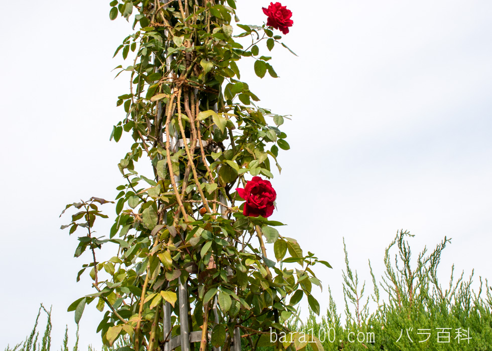 つるクリストファー・ストーン：長居植物園バラ園で撮影したバラの花