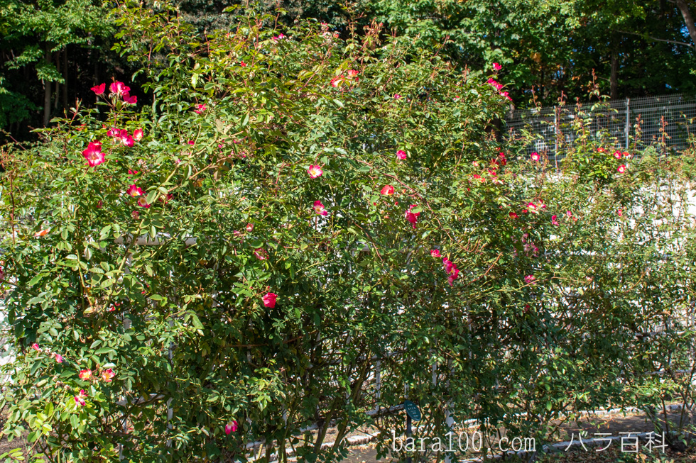 カクテル：花博記念公園鶴見緑地バラ園で撮影したバラの木