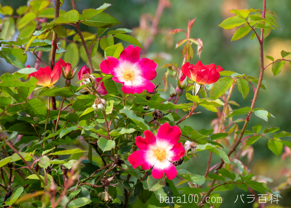 カクテル：花博記念公園鶴見緑地バラ園で撮影したバラの花