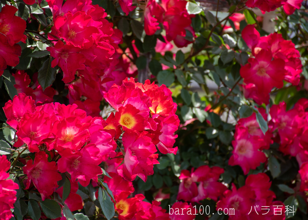 カクテル：花博記念公園鶴見緑地バラ園で撮影したバラの花
