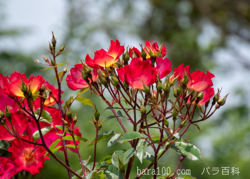 カクテル：花博記念公園鶴見緑地バラ園で撮影したバラのつぼみ