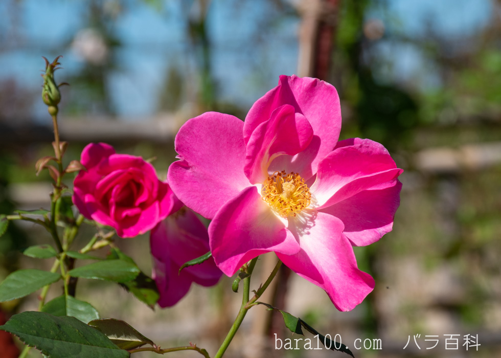 カウンティ・フェア：庄堺公園バラ園で撮影したバラの花