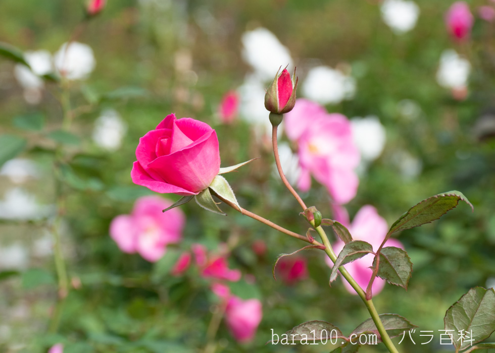 カウンティ・フェア：庄堺公園バラ園で撮影したバラの花