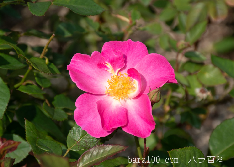カウンティ・フェア：長居植物園バラ園で撮影したバラの花