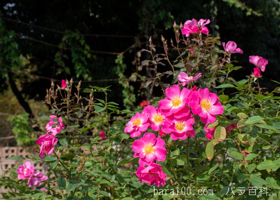 カウンティ フェア：長居植物園バラ園で撮影した秋バラの花
