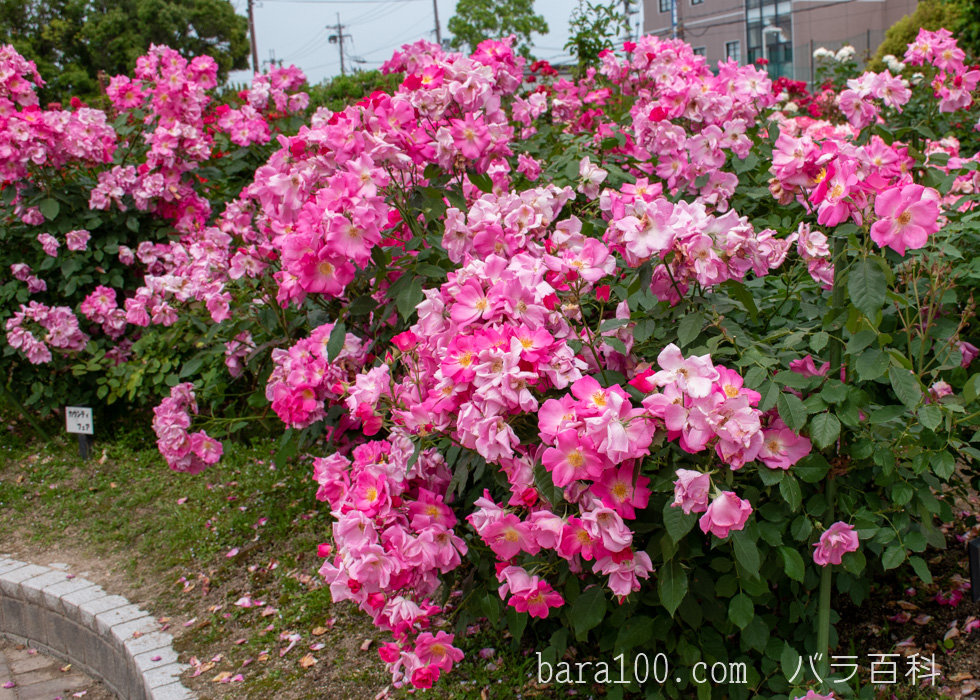 カウンティ フェア：庄堺公園バラ園で撮影したバラの花