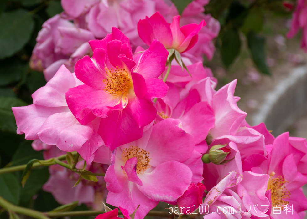 カウンティ フェア：庄堺公園バラ園で撮影したバラの花
