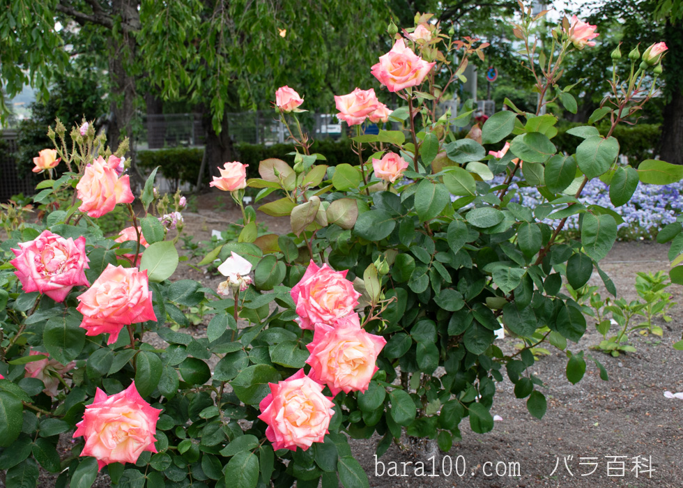 エレガント・レディ/ダイアナ、プリンセス・オブ・ウェールズ：びわ湖大津館イングリッシュガーデンで撮影したバラの花