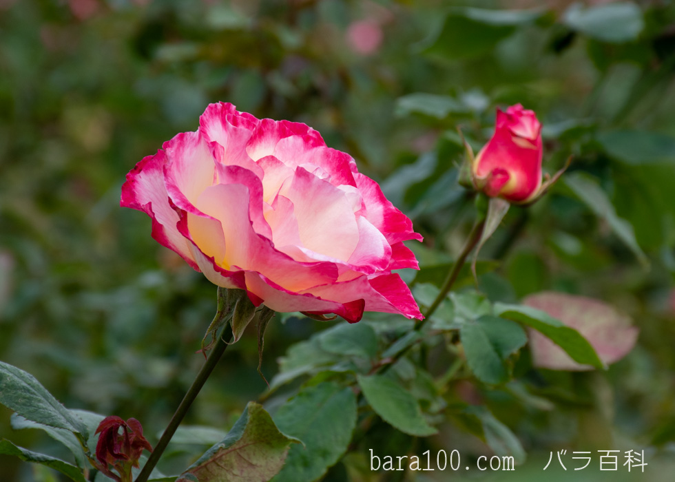 ダブル デライト：長居植物園バラ園で撮影したバラの花