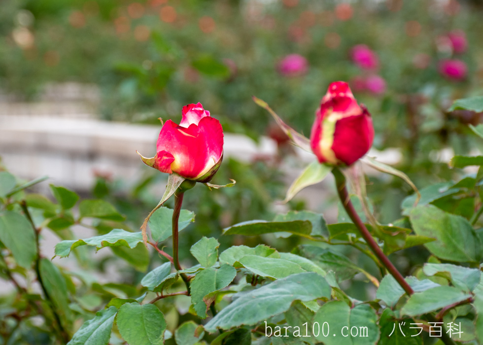 ダブル・デライト：長居植物園バラ園で撮影したバラの花