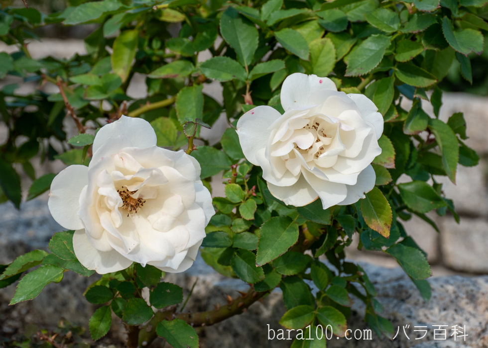 エーデルワイス：長居植物園バラ園で撮影したバラの花