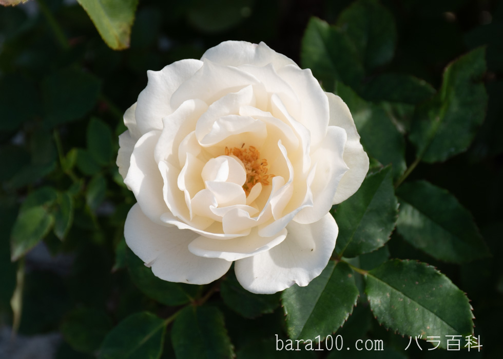 エーデルワイス：長居植物園バラ園で撮影したバラの花