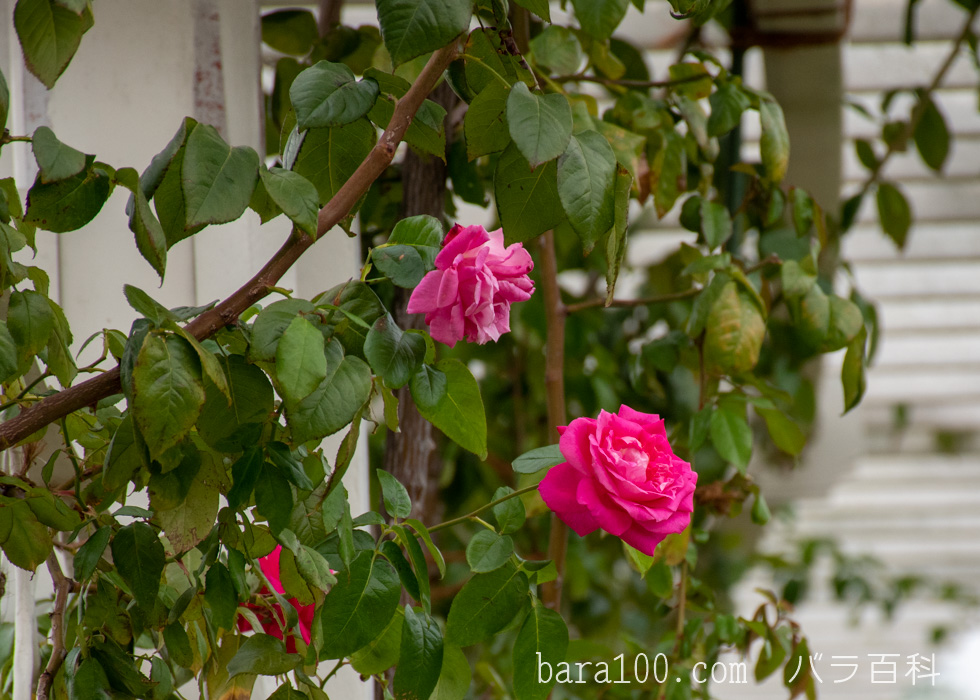 つるエデン・ローズ：長居植物園バラ園で撮影したバラの花