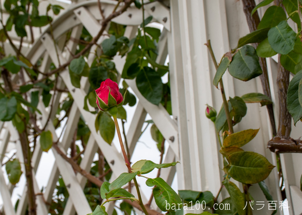 つるエデン・ローズ：長居植物園バラ園で撮影したバラの花