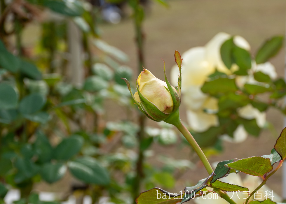 エリナ：長居植物園バラ園で撮影したバラのつぼみ