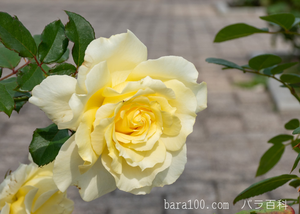 エリナ：長居植物園バラ園で撮影したバラの花
