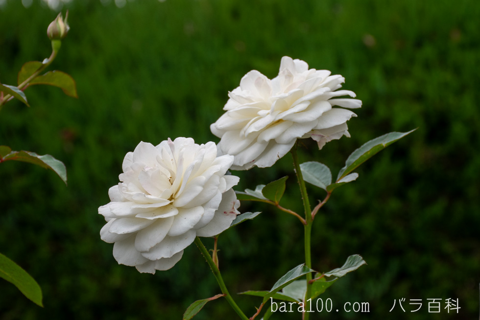 ファビュラス！：長居植物園バラ園で撮影したバラの花
